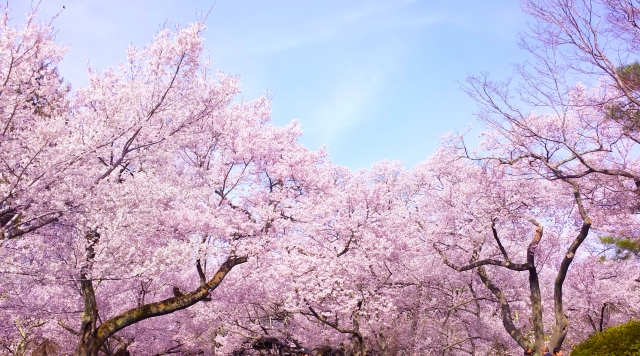 北海道の桜の時期 開花から満開は平年いつ頃？