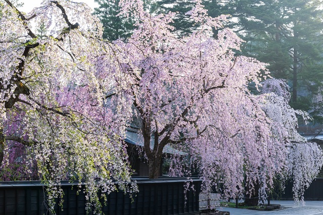 角館の武家屋敷周辺の桜